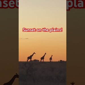 Sunset On The Plains