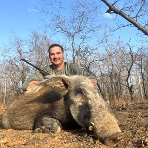 Bush Pig Hunting Mozambique