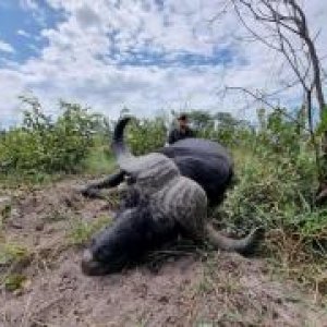 Buffalo Hunting Namibia