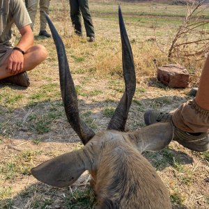 17 Inche Bushbuck Hunting Zimbabwe