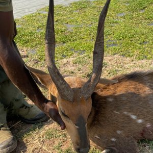 17 Inche Bushbuck Hunting Zimbabwe