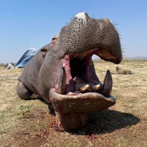 Hippo Hunting Zimbabwe