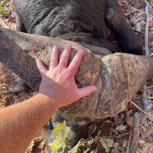 Buffalo Hunting Zimbabwe