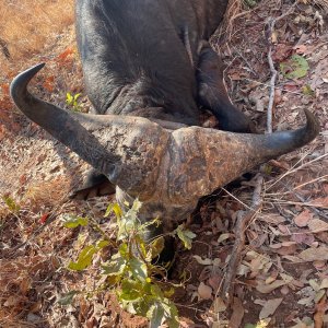 Buffalo Hunting Zimbabwe