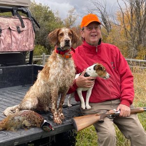 Pheasant Hunting Montana