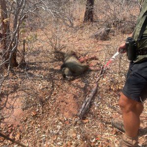 Baboon Hunt Zimbabwe