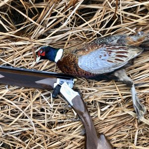 Pheasant Hunting Canada
