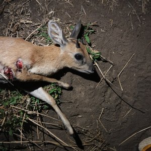 Grysbok Hunt Mozambique