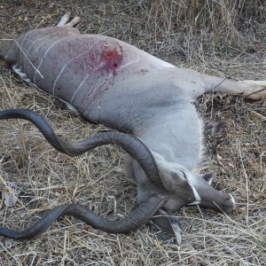 Kudu Hunt Mozambique