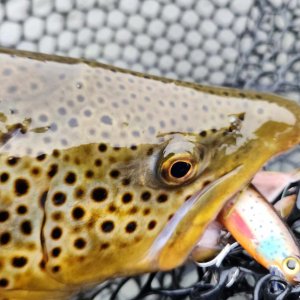 Bow River brown trout