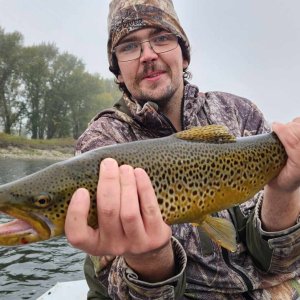 Bow River brown trout