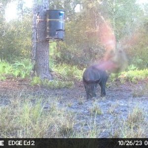 Hog Trail Camera