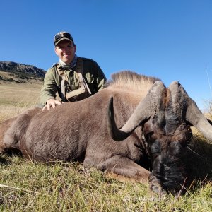Black Wildebeest Hunt Eadtern Cape South Africa