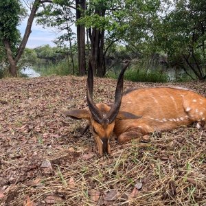 Bushbuck Hunt Takeri Private Reserve Zambia