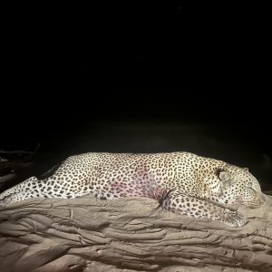 Leopard Hunting Mozambique