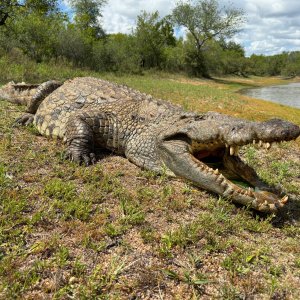 Crocodile Hunt