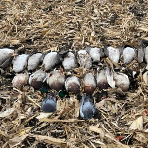 Bird Hunting Minnesota