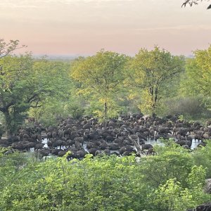 Buffalo Save Vally Zimbabwe