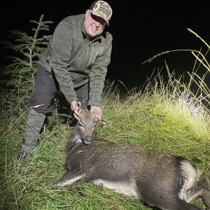 Red Deer Hunt Scotland