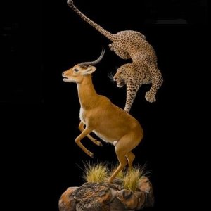 Impala & Leopard Pedestal Mount Taxidermy