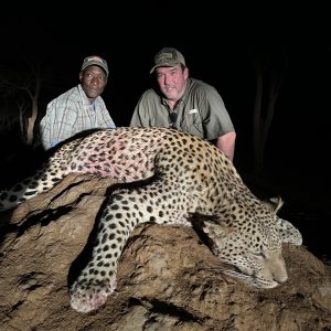 Leopard Hunt Namibia`