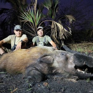 Bushpig Hunt Mozambique