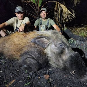 Bushpig Hunt Mozambique