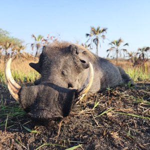 Warthog Hunt Mozambique