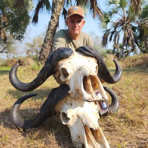 Buffalo Skull Mozambique