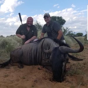 Blue Wildebeest Hunt Kalahari South Africa