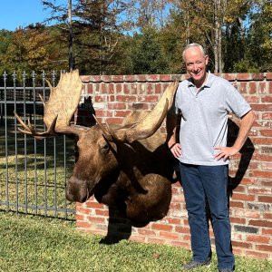 Alaskan Moose Shoulder Mount Taxidermy