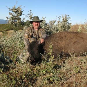 Bison Hunt King City