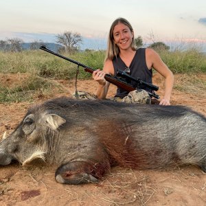 Warthog Hunt South Africa