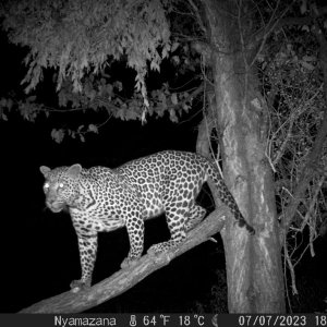 Leopard Trail Camera Zimbabwe