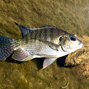 Tilapia Fishing Zimbabwe