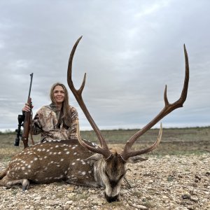 Hunting Axis Deer Texas