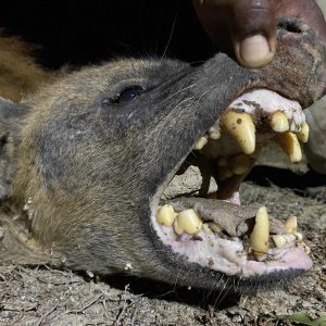 Spotted Hyena Teeth