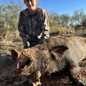 Hog Hunting