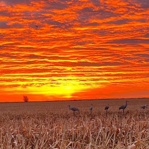 Crane Decoys New Mexico