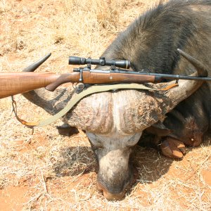 Buffalo Hunt Chiredzi River Conservancy Zimbabwe.