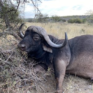 Buffalo Hunt South Africa