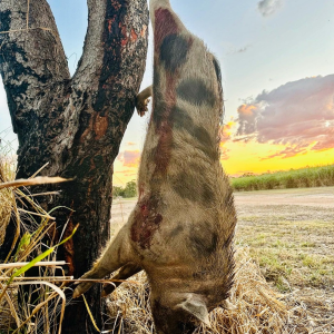 Sugar Cane Boar Hunting Australia