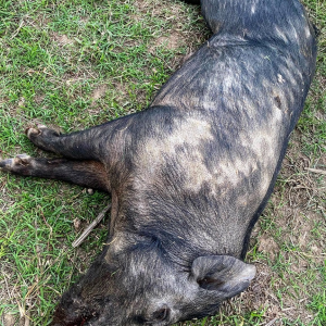 Sugar Cane Boar Hunting Australia