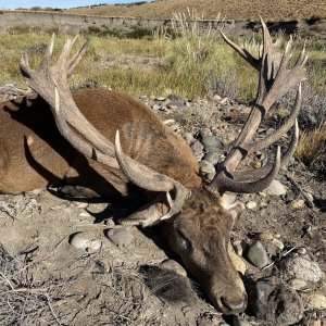 Red Stag Hunt Argentina