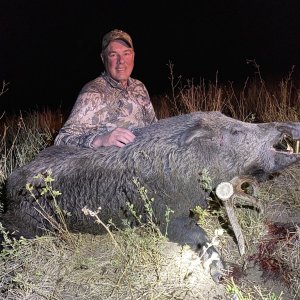 Russian Boar Hunt Argentina
