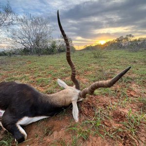 Blackbuck Hunt South Texas