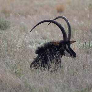 Sable South Africa