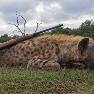 Spotted Hyena Hunt South Africa