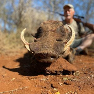 Warthog Hunt South Africa