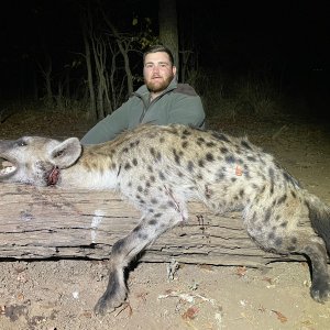 Spotted Hyena Hunt South Africa